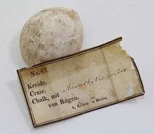 Seeigel, Ananchytes ovata