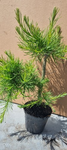 Lärche-Prebonsai