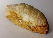 Versteinerte Muschel /