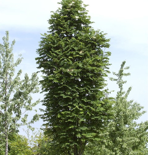 Pyramiden eberesche 125 150cm - eberesche, 125-150cm