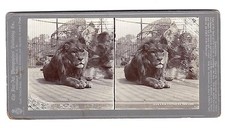 Original Stereo Foto um 1900 -