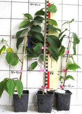 Broussonetia kazinoki  /  seltener japanischer Papiermaulbeerbaum      -Pflanze-