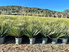Palme -Yucca Rostrata -