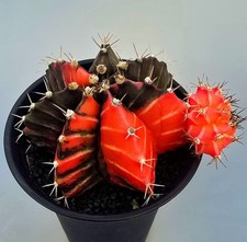 Großer Ausgefallener