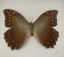 Echter Schmetterling im Rahmen Papilios (Schwalbenschwänze)Entomologie