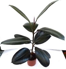. Gummibaum Ficus elastica