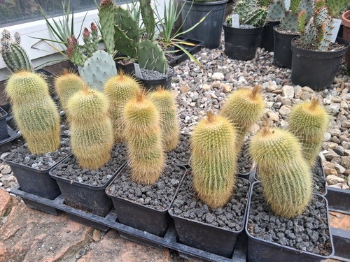 Parodia leninghausii