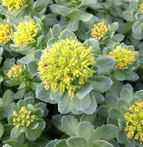 Rosenwurz rhodiola rosea - rhodiola,