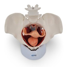 Weibliches Becken Anatomie Modell lebensgroß 7 teilig Organe Muskeln auf Schale