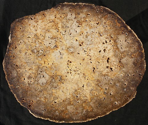 Grosses versteinertes holz - grosses,