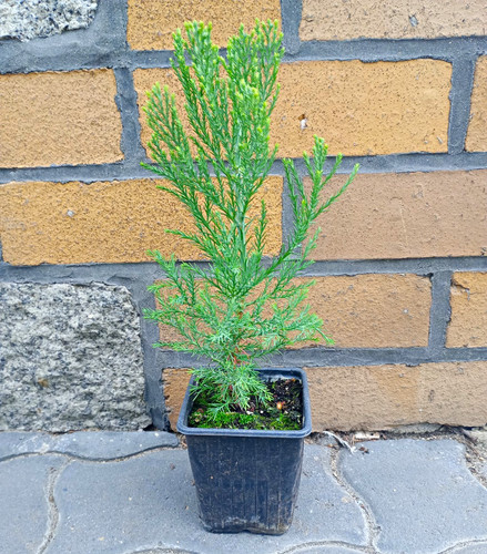 Mammutbaum sequoiadendron - mammutbaum,