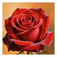 Poster Wandbild Rote Rose in