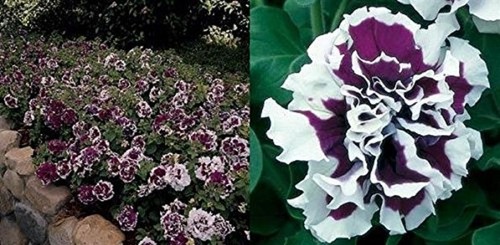 Petunia grandiflora doppel - 8x,