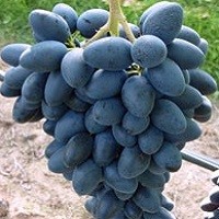 Traube blau kodrianka - blau,
