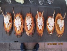 Trophäe ABNORM Rehbock Geweih Gehörn. Sie bieten auf Geweih Nr. ( a 1 )