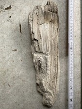 Versteinertes Holz 
