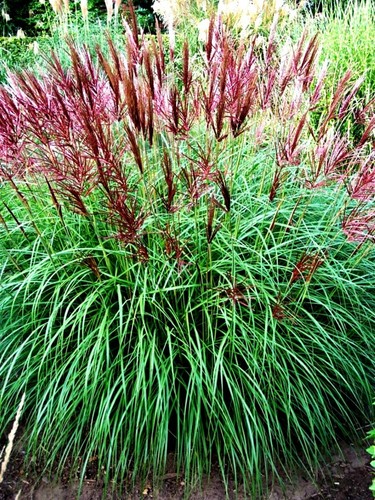 Miscanthus sinensis ferner - miscanthus, "