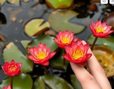 rote Zwergseerose Teichpflanzen  WASSERREINIGEND u BLÜHEND  !