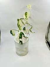 Monstera Adansonii Albo