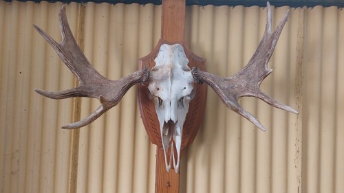 Elchgeweih geweih jagdtrophäe - geweih,