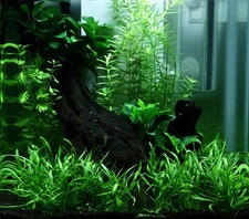 Aquarium Pflanzen- und Hardscapeset für 15 L Nano-Aquarium Tropica Layout Nr. 92