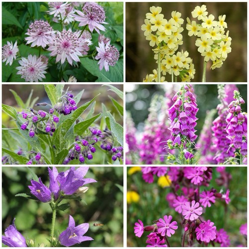 Wildblumen samen schatten - samen, mix
