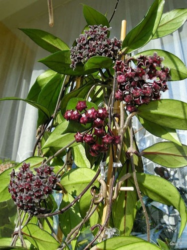 Hoya pubicalyx royal hawaiian - pubicalyx,