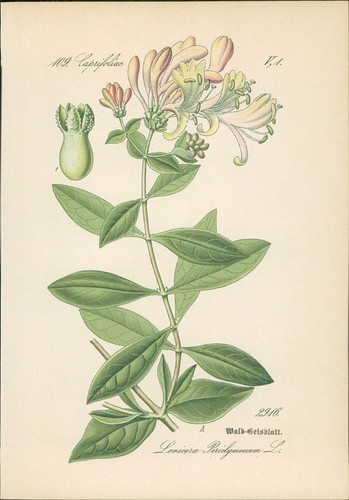 Chromolithographie - ,