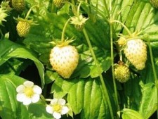 GELBE WILDE ERDBEERE, 50 SAMEN