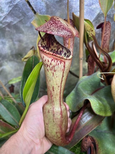 Nepenthes clipeata from - clipeata,,