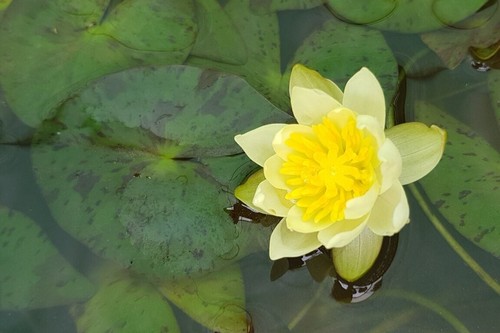 Zwergseerose nymphaea helvola - zwergseerose,