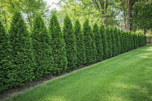 15st thuja smaragd - thuja,