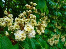 Aesculus hippocastanum