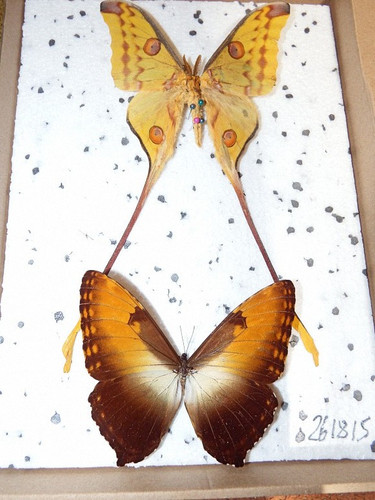 Insekten - , 2