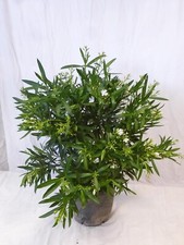 XXL Oleander - 140 cm - WEIß - großer 35 cm Ø Topf - Nerium oleander