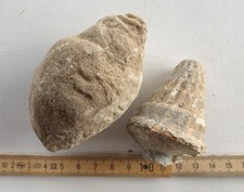 Unpräparierte große fossile