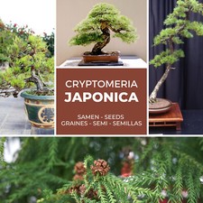 Japanische Zeder - Sicheltanne