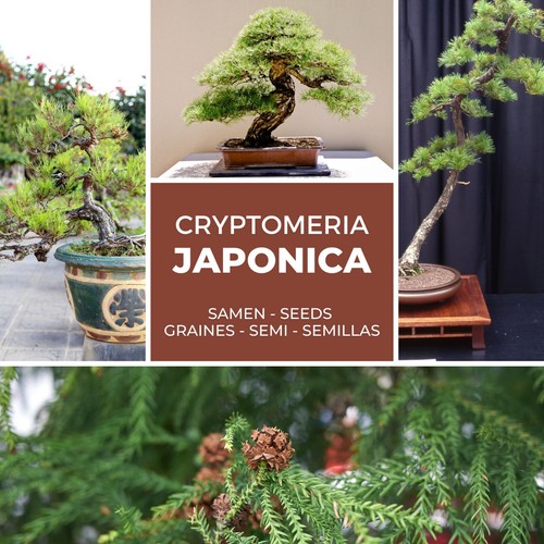 Japanische zeder sicheltanne - japanische,