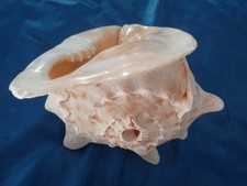 MUSCHELHORN_Cassis cornuta