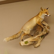 Fuchs Rotfuchs offener Fang hängend Präparat Tierpräparat Tiertrophäe 89.8.174