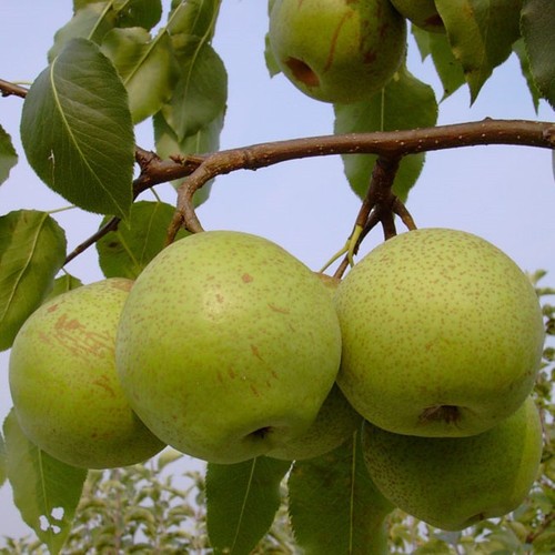 Nashi mischiratz nashibaum - nashi,