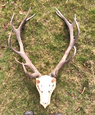 Hirschgeweih, Abwurfstangen