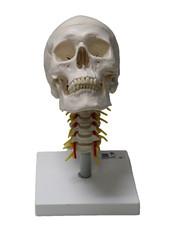 3B Scientific klassisches Schädel-Modell mit Montage,Cervical Spine mit Fehler !