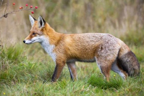Wandbild rotfuchs vulpes - wandbild:,