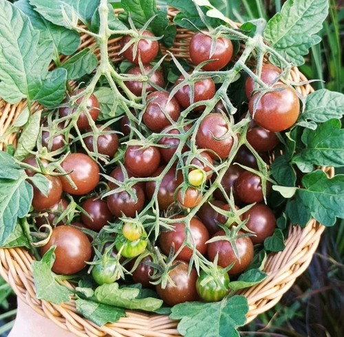 Cocktailtomate black opal - black, 25