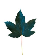 1000 Samen  Bergahorn -Acer pseudoplatanus-            -Händler für Forstsaat-