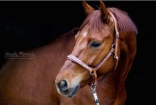 PRISMA Leder Halfter Lederhalfter NEW - jede Größe