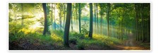Poster Wald Panorama - Martin