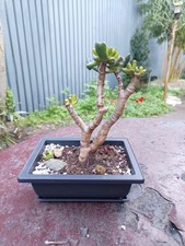 Bonsai Crassula Ovata 'Gollum'
