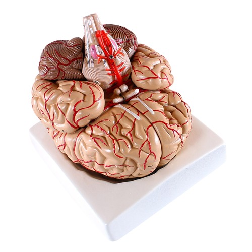 Gehirn anatomie modell - anatomie,